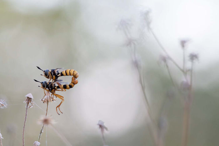 Young Photographers To 14 Years, Runner Up: Conops Quadrifasciatus By Mattia Terreo, Italy