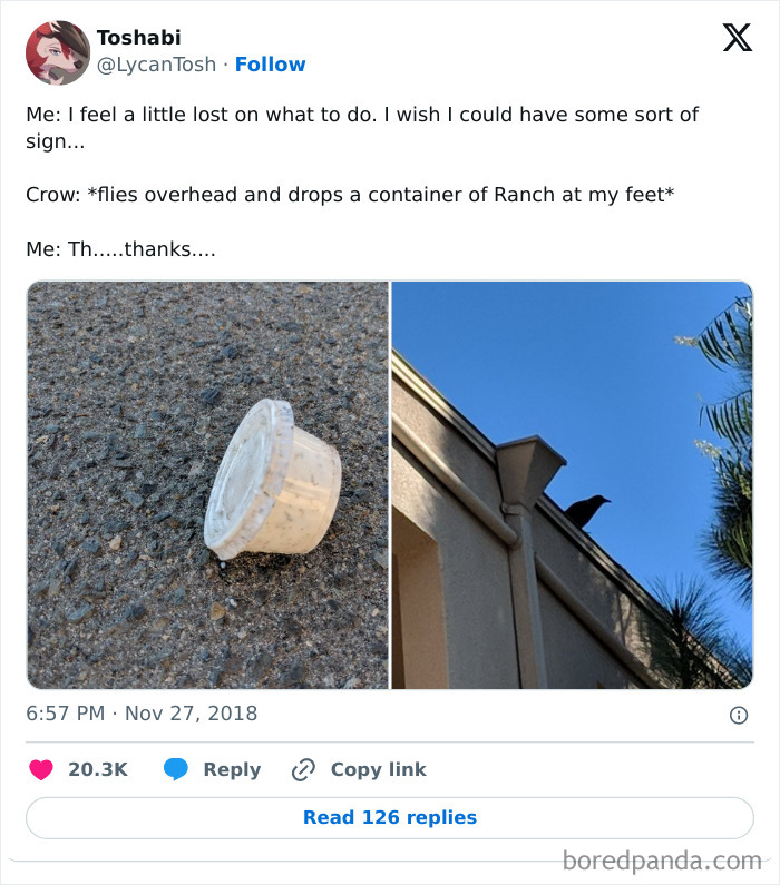 Funny-Birds-Threatening-Auras