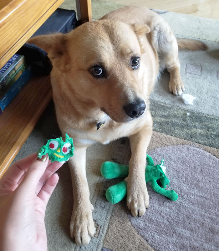 My Dog Ate The Face Off His Toy