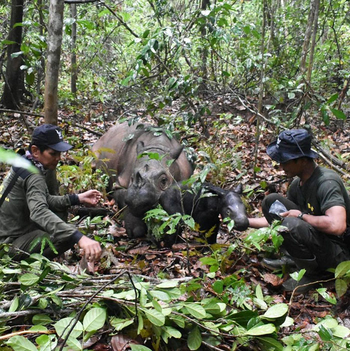 &ldquo;It&rsquo;s An Incredible Event&rdquo;: Critically Endangered Sumatran Rhino Welcomes Her First Baby Calf