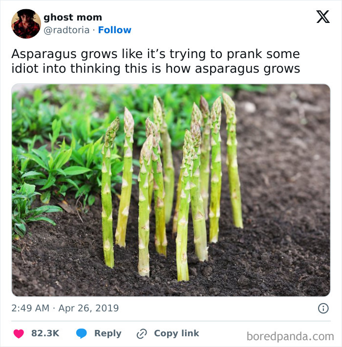 Wait Until You See How Pineapple Grows!