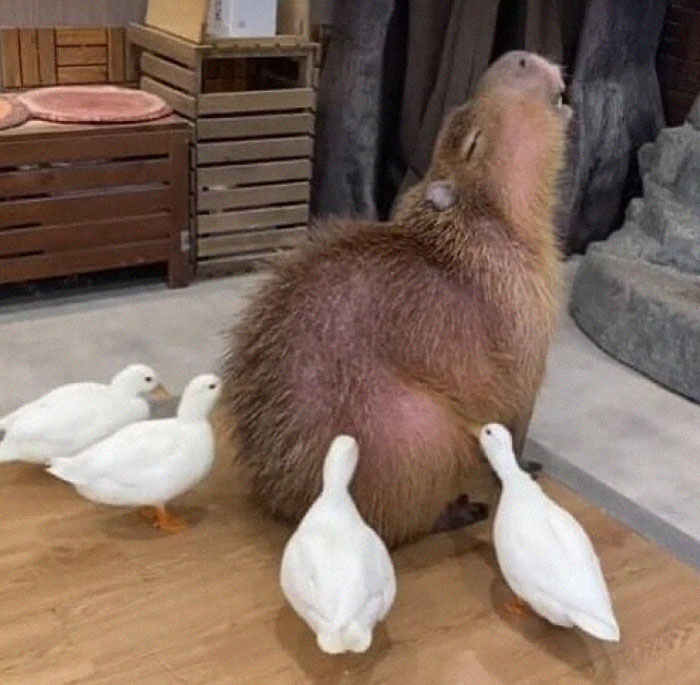 50 Weird Images That Need No Context Whatsoever To Be Hilarious, As Seen On This FB Page