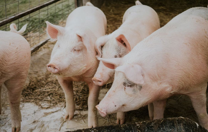 “What Is Suspicious To Own But Not Illegal?”: 30 People Share What Makes Them Feel Criminal