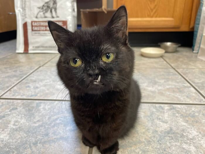 An Animal Clinic That Adopted This Black Cat, Realized He Wouldn’t Grow Much Due To Dwarfism An Animal Clinic That Adopted This Black Cat, Realized He Wouldn’t Grow Much Due To Dwarfism