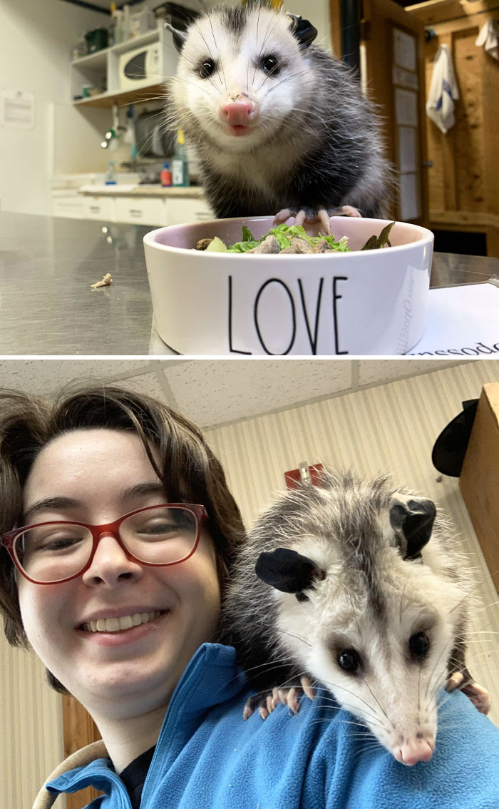 Penny The Work Opossum Wishes You A Happy Thanksgiving