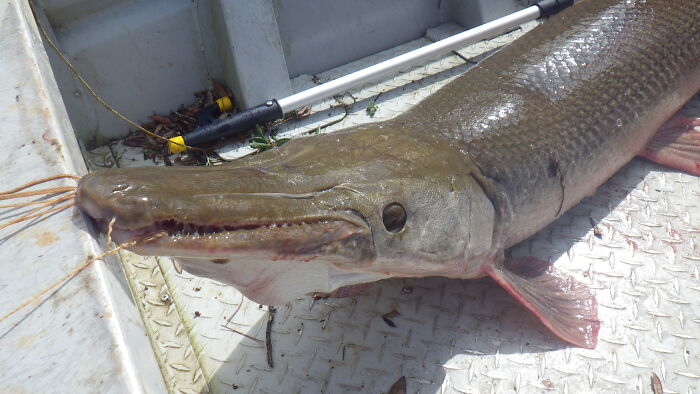 32 “Now-False Facts” That Were Really Taught In Schools, But Did Not Stand The Test Of Time