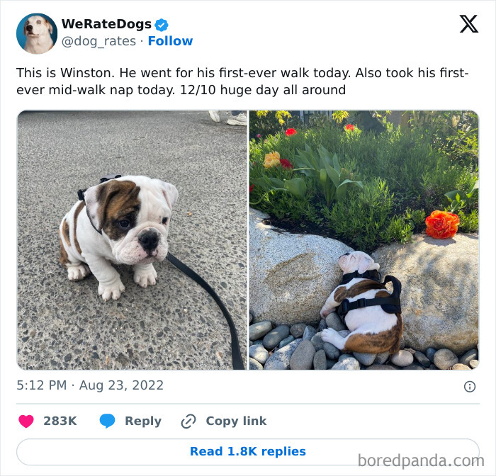 Antisocial-Butterfly-Memes-Jokes