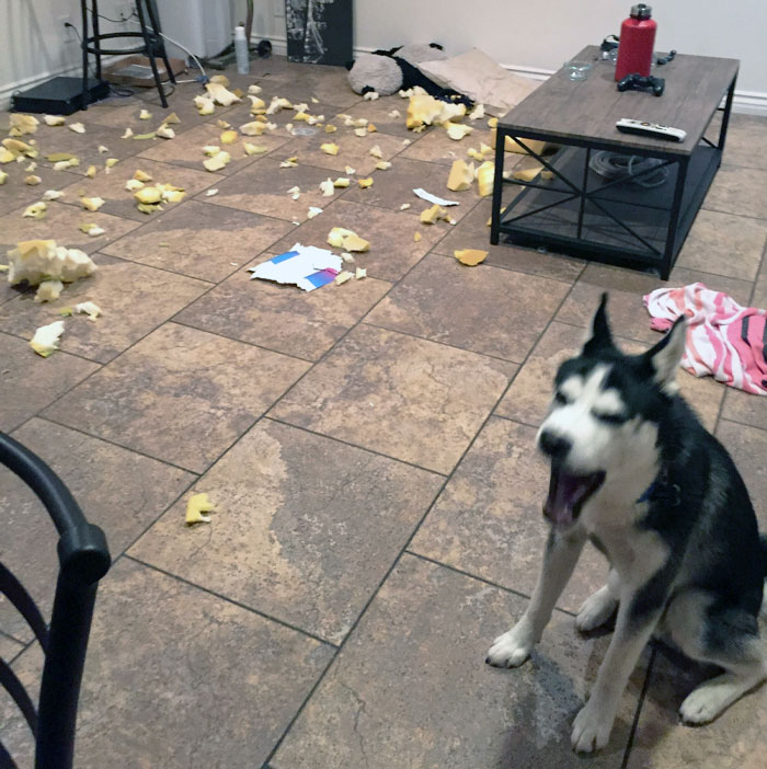 Dogsitting Our Friend’s Dog And It’s Not Going So Well