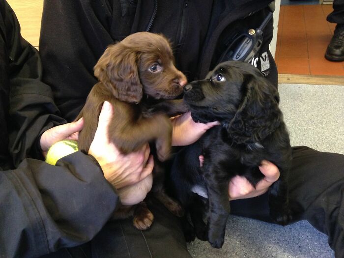 Scotland Police's Newest Fluffy Recruits, Buddy And Trio