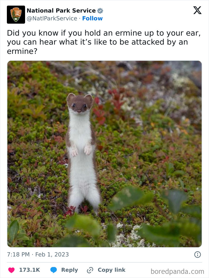 National Park Service tweet featuring a standing ermine with humorous wildlife facts in a forest setting.