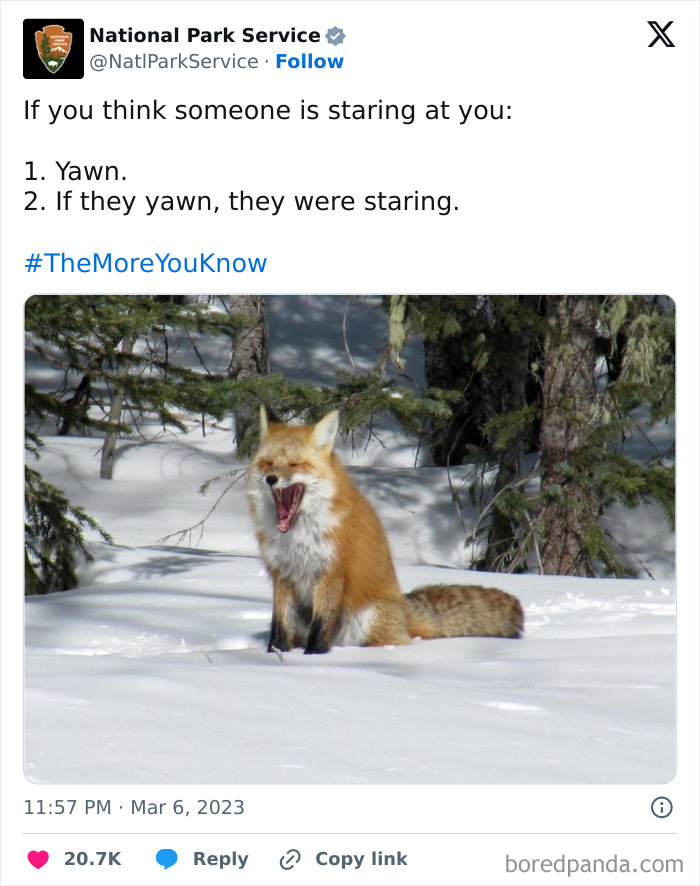 Yawning fox in snowy forest shared by National Park Service in a humorous social media post.