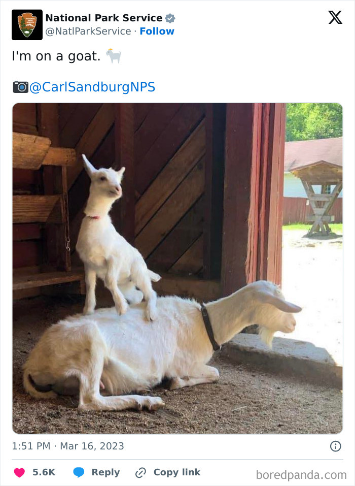 National Park Service tweet showing a small goat standing on a larger goat inside a barn, showcasing humorous social media content.