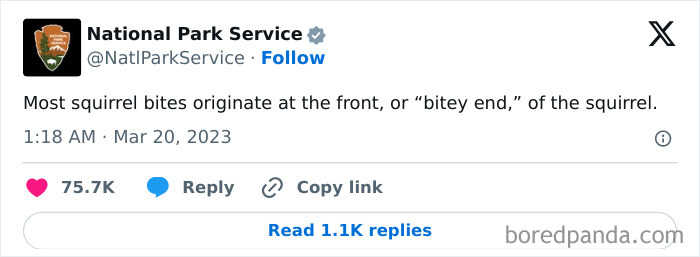 Screenshot of a National Park Service tweet humorously explaining that most squirrel bites occur at the “bitey end” of the squirrel.