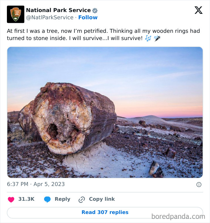 Petrified log in a desert landscape at sunset shared by the National Park Service’s hilarious social media account.