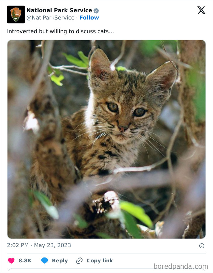 Young wild cat peeking through branches, shared by National Park Service in a humorous social media post.