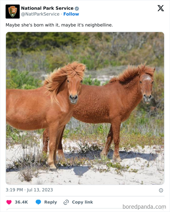 Two wild horses standing on sandy ground with grass, shared by National Park Service social media account.