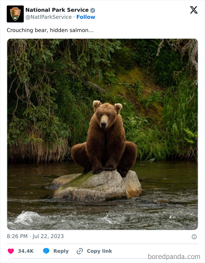 Bear crouching on a rock in a river surrounded by greenery, showcasing National Park Service social media humor.