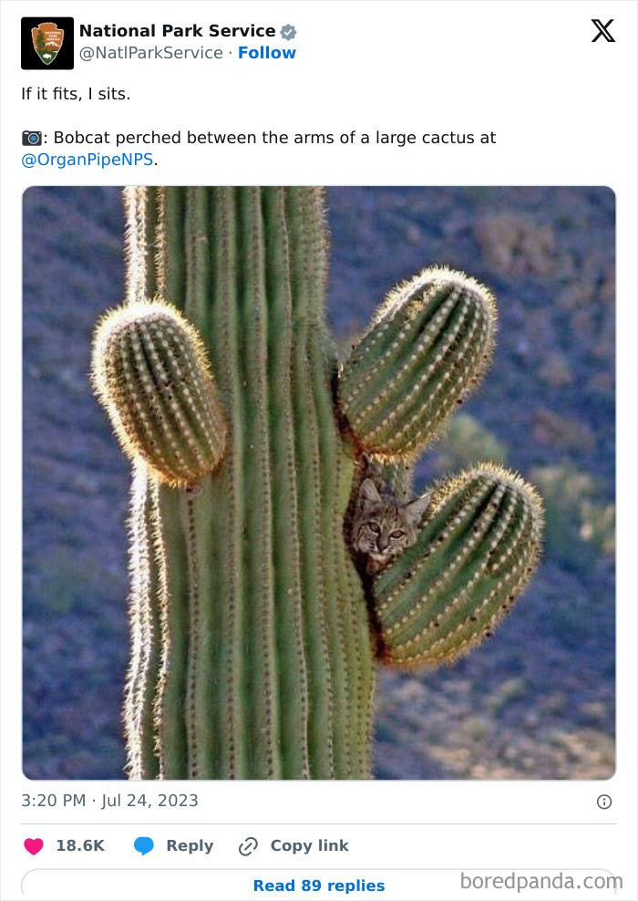 Bobcat perched between arms of a large cactus in a National Park Service tweet showcasing wildlife humor.