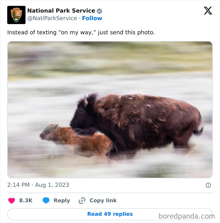 National Park Service tweet showing a blurred photo of a running bison and calf as a humorous social media post.