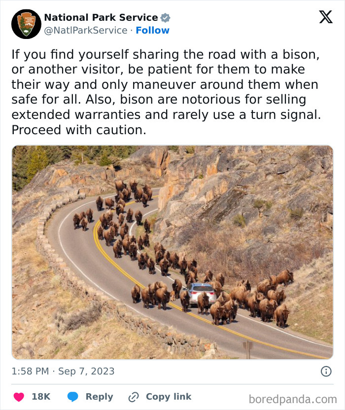 National Park Service humorous tweet about bison blocking a winding road with a car among the herd.