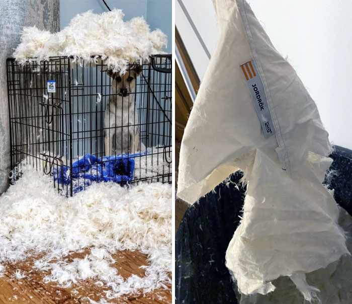 Dear IKEA, I Think My Dog Enjoys Your Pillow More Than I Ever Could