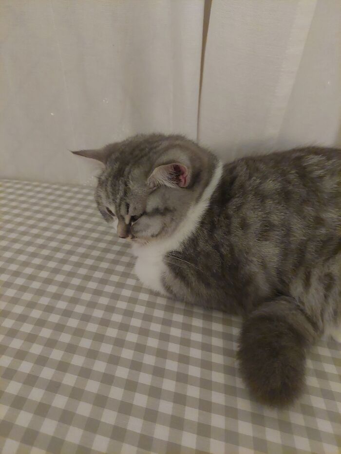 My Scottish Straight Kitten