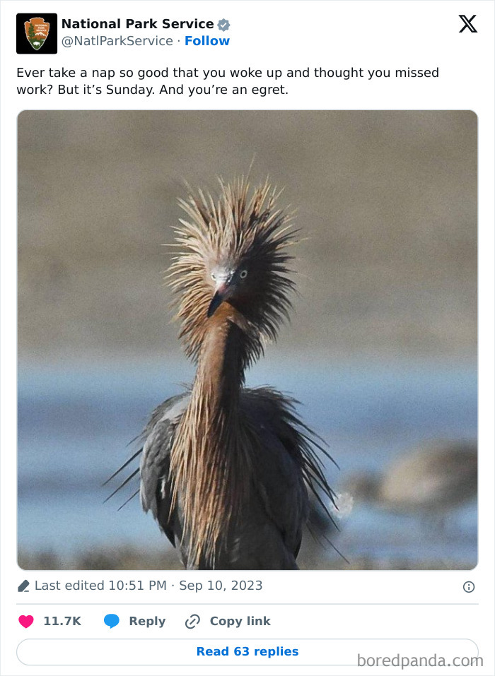 Egret with spiky feathers standing by water in a humorous tweet from National Park Service social media account.
