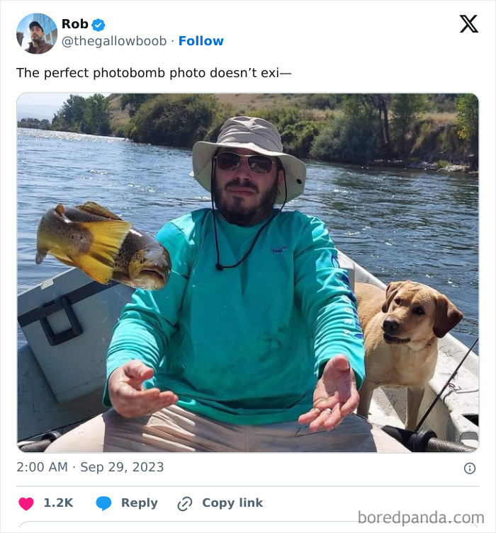 Antisocial-Butterfly-Memes-Jokes