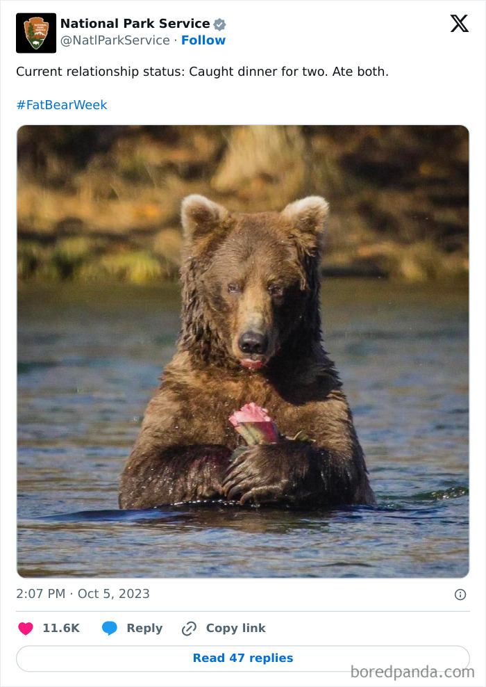 Bear holding a fish in water with a humorous tweet from National Park Service during Fat Bear Week.