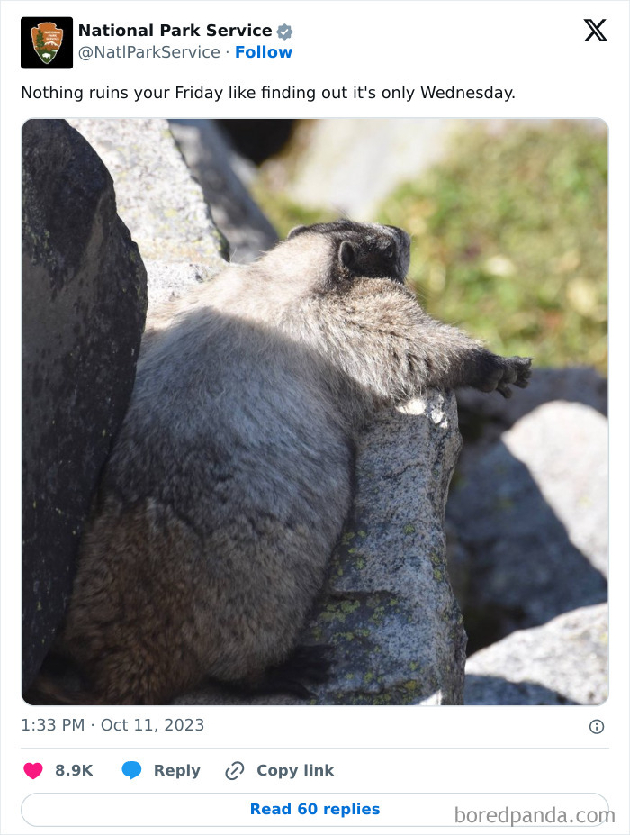 National Park Service tweet featuring a marmot resting on rocks with a humorous caption about the week.