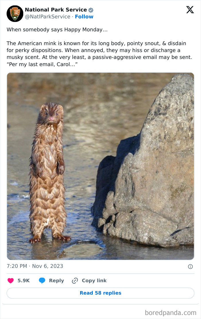 Wet American mink standing upright near a rock in a shallow water area, shared on National Park Service social media.