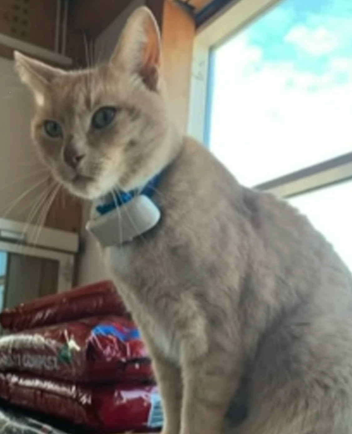 Yorkshire Tesco Cat Ban Backfires As People Threaten To Stop Shopping There If Cat Is Not Reinstated