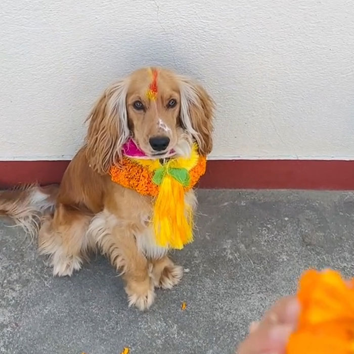 In This Annual Nepalese Festival, Dogs Get Pampered For Being God&rsquo;s Messengers