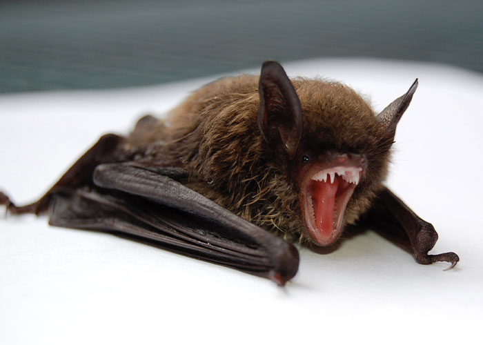 These Bats&rsquo; Tools Are Too Big To Reproduce Like Other Mammals, Scientists Find Out How They Do It