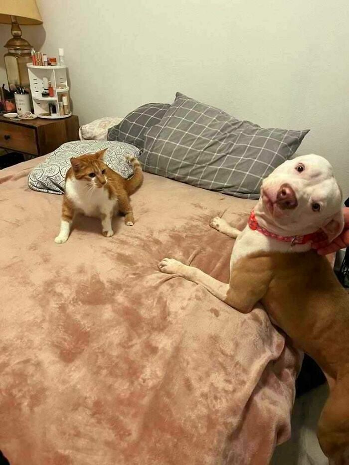 Meet Olivia, A Smart Pup Who Stopped Every Car In Traffic Asking For Help