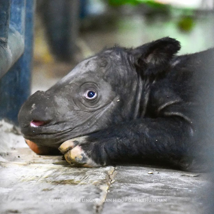 &ldquo;It&rsquo;s An Incredible Event&rdquo;: Critically Endangered Sumatran Rhino Welcomes Her First Baby Calf