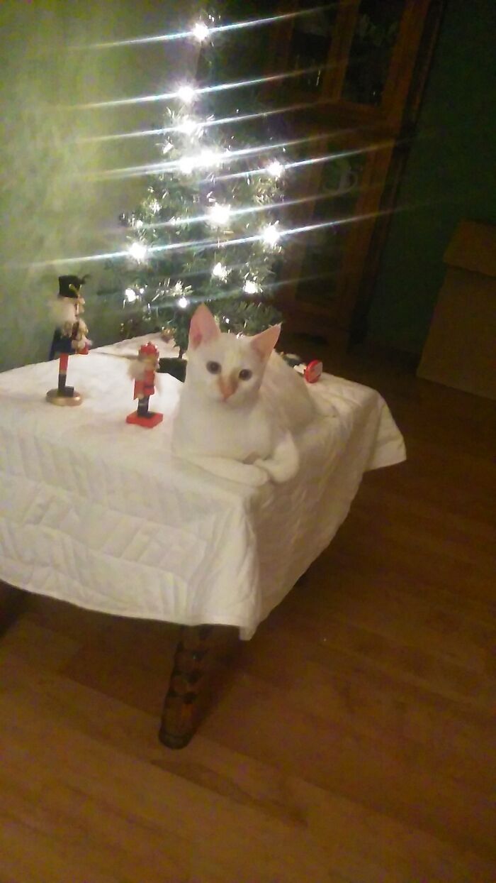 Waiting For You To Leave..then It's History! Talon Acting Innocent