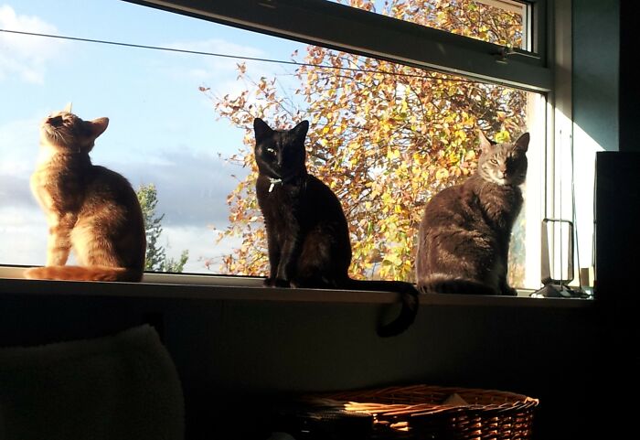 Who Needs Ornaments?