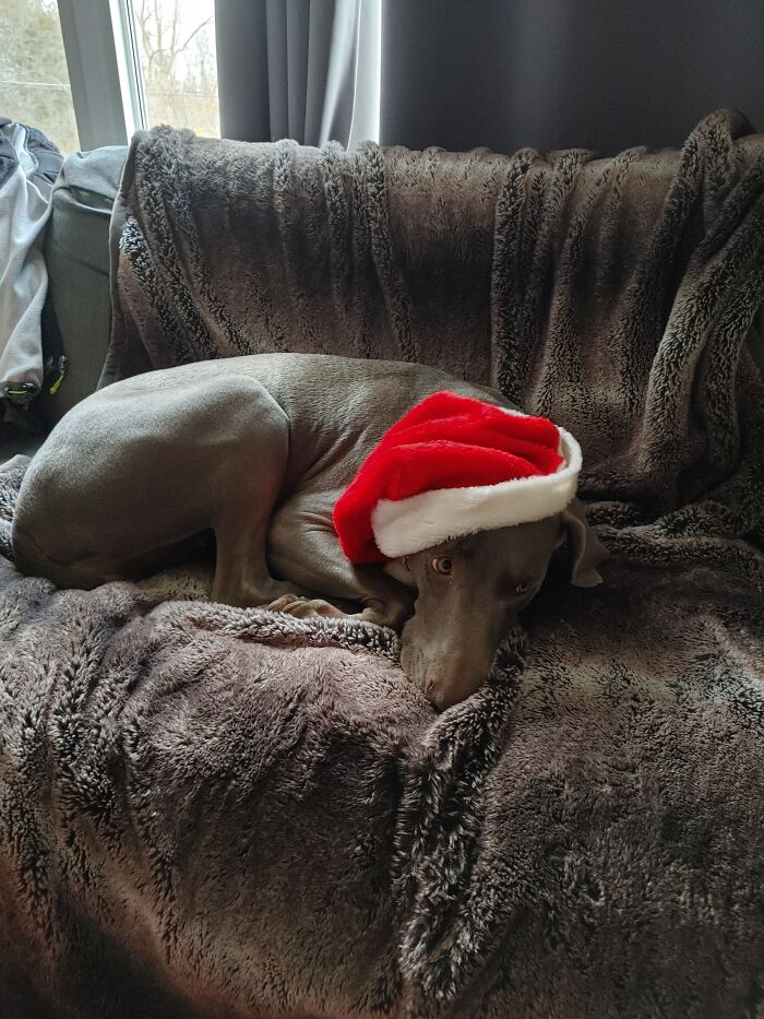 Whimy, Not In The Christmas Spirit