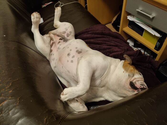 It's Cold And Dark These Days.... Naturally Sushi Loves Taking Naps