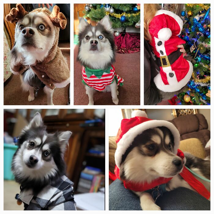 Koda As Santa, A Reindeer, And An Elf