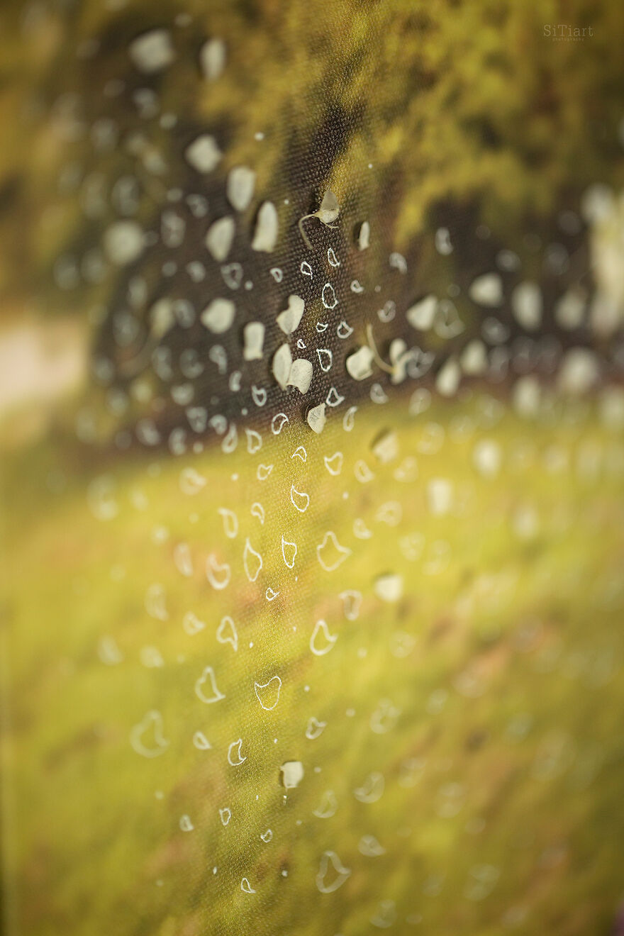 Love Speaks: The Cycle Of 12 Works