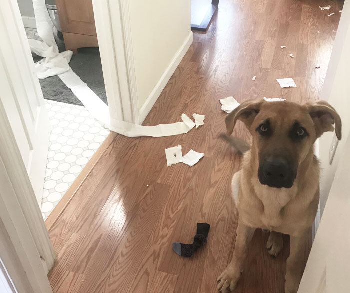 My Puppy Discovered Socks And Toilet Paper