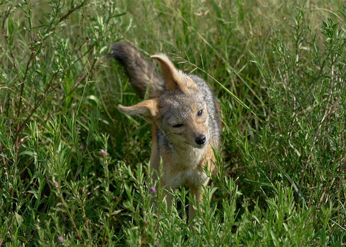 “‘Bite’ Them, Run Away”: 30 Weird Things People Could Only Admit To Doing Anonymously