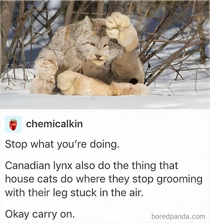 Hilarious-Canadian-Memes