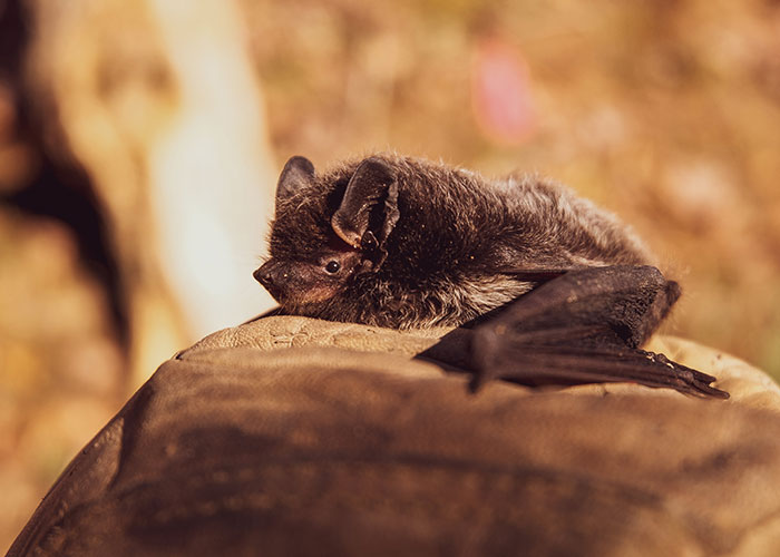 These Bats&rsquo; Tools Are Too Big To Reproduce Like Other Mammals, Scientists Find Out How They Do It