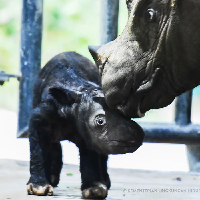 &ldquo;It&rsquo;s An Incredible Event&rdquo;: Critically Endangered Sumatran Rhino Welcomes Her First Baby Calf