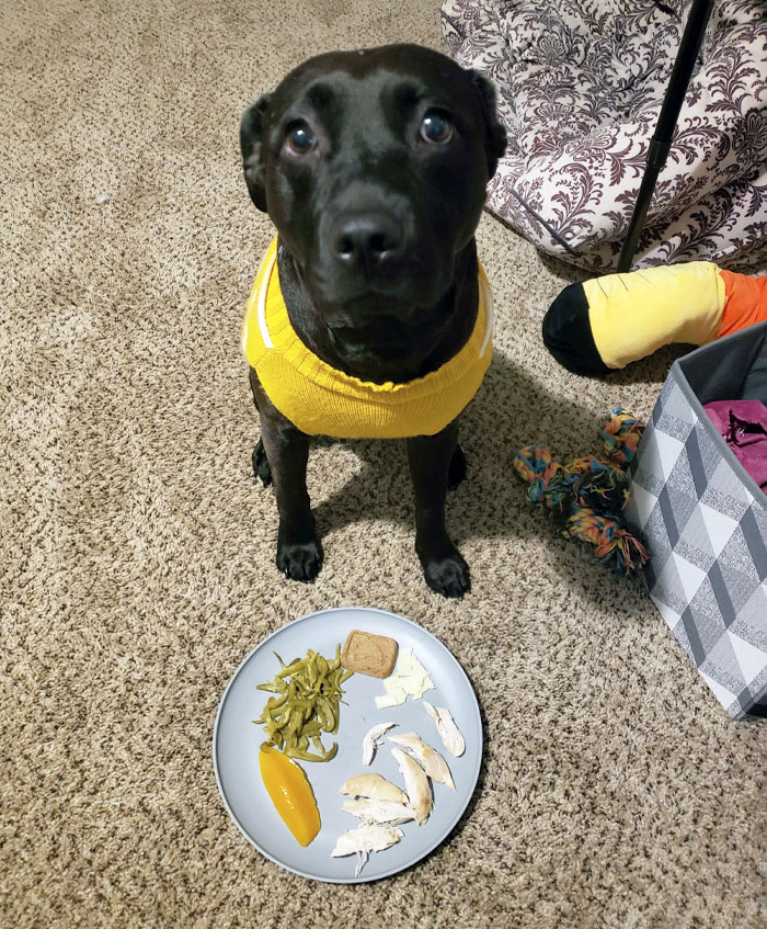 Mastering "Leave It" Just In Time For A Thanksgiving Photo