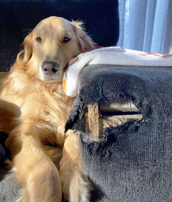 Someone Cannot Be Trusted Alone In The House Anymore