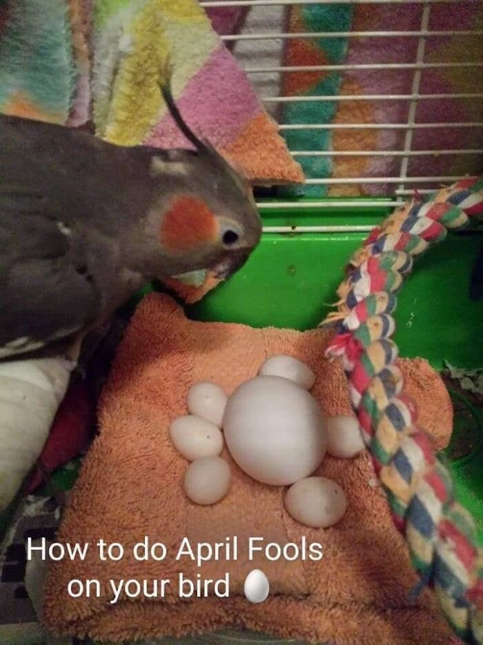 Weird-Cursed-Images-Cursed225